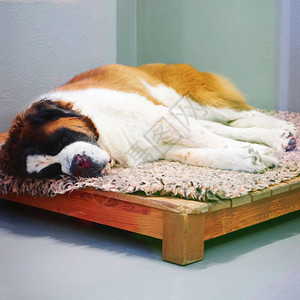 圣伯纳德狗睡在瑞士马蒂尼图片