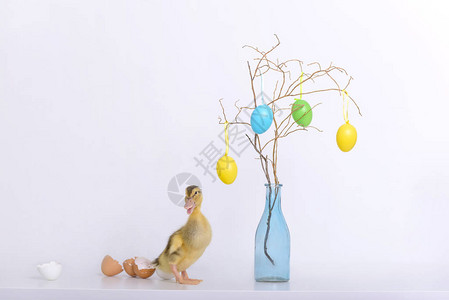小鸭子和蛋壳装有复制空图片
