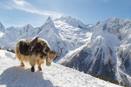 青藏牦牛山边的白雪山脉背景