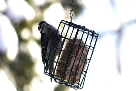 啄木鸟在喂食器上背景图片