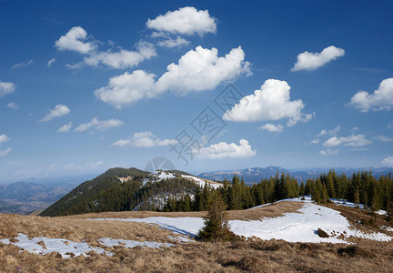 在山的春天风景山坡上的冷杉林晴朗的天气图片