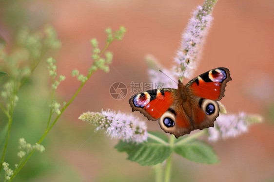 彩色孔雀蝴蝶Aglaisio从粉红色模糊背景的粉红色薄荷花中获图片