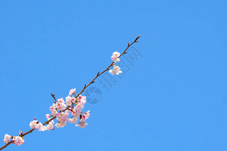 樱花树上的粉红色樱花图片