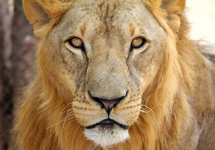 马里非洲狮子Panthera图片