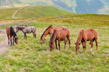 在高山草甸吃草的马群图片