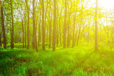 阳光下美丽的绿色森林空地图片
