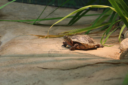 彩龟是北美分布最广的本土龟图片