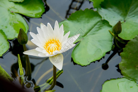 睡莲油画漂浮的莲花或睡莲背景