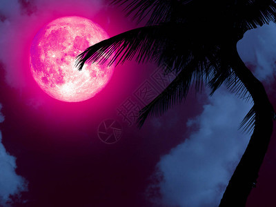 超粉色月亮背影椰子树美国航天局提图片