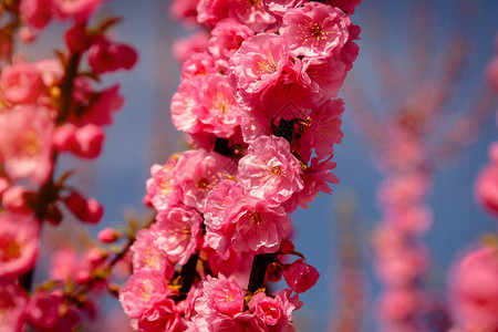 樱花开满鲜花的樱桃树图片