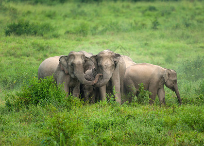 亚洲象对宝非常保护图片素材