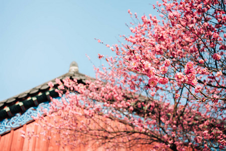 红梅花与韩国传统房屋在Bongge高清图片