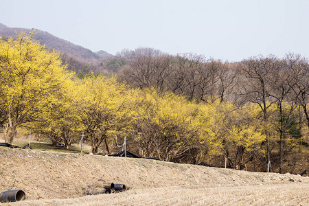 韩国Sansuyu村春图片