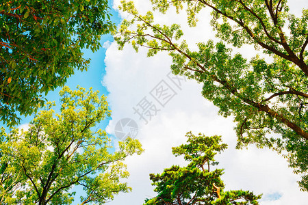 夏日的绿树和蓝天图片