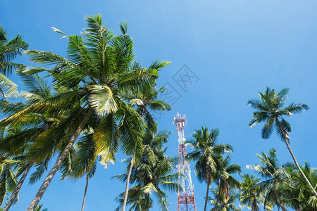 蓝天下椰子棕榈树枝图片