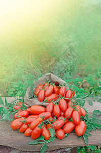 新鲜长番茄有机西红柿麻图片