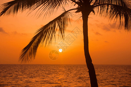 热带海岸的椰子树图片