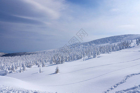 日本山形藏王山的雪怪藏王是东北最大的滑雪胜地之一在冬天图片
