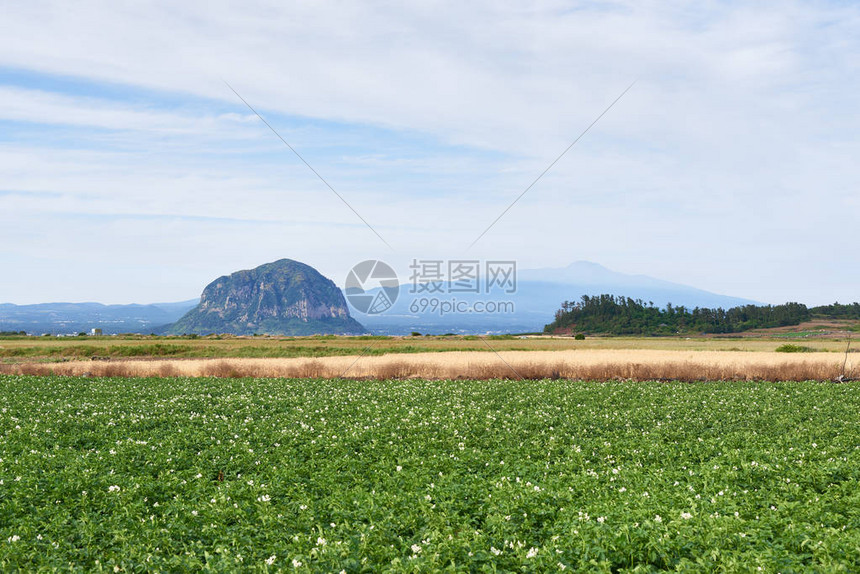 在韩国济州岛大田省与山邦和哈拉桑山一起对马铃薯图片