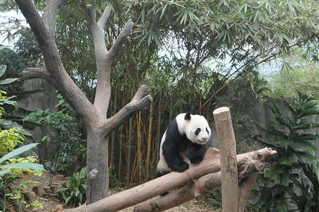 饥饿的大熊吃竹子图片
