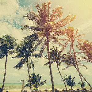 热带海岸的椰子树沙滩上的椰子树具图片