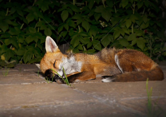 一只红狐在花园里睡觉的特写英国图片
