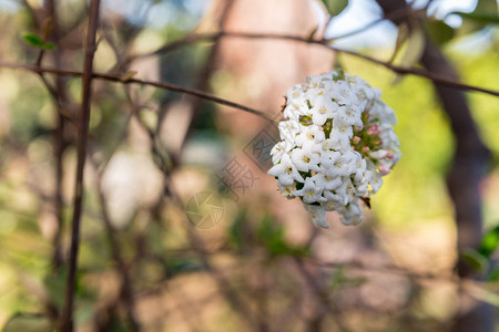 开花的树和山西里岛春季意大利图片