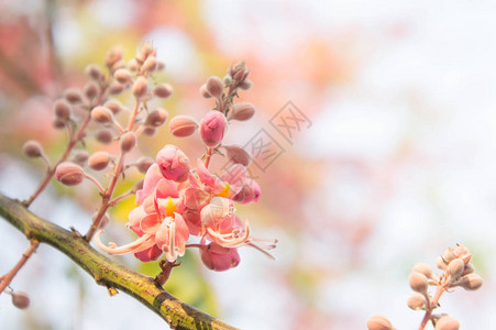 决明子花菊花在夏天开花图片