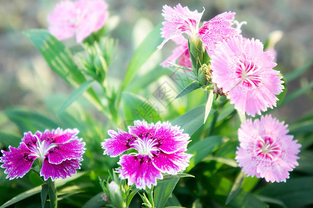 石竹花园里的雏菊花图片