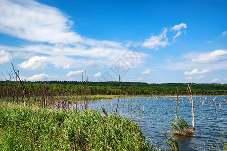 美丽的风景湖中种植背景图片
