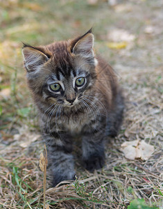 猫咪图片在户外玩耍时小可爱的小猫儿以惊背景