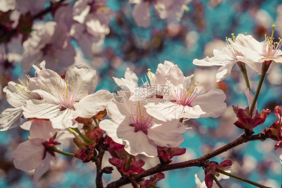 阳光明媚的春天背景与开花优质的图片