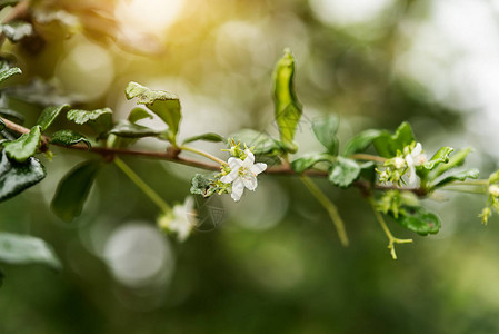 Eukien茶花CarmonaretusaVahlMasum在树枝图片