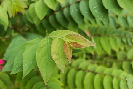 恒星莓树叶Phyllan图片