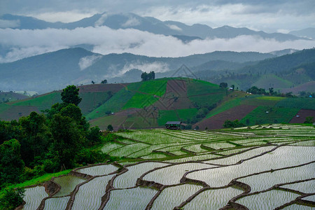 BanPapongpieng梯田图片