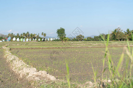 一次塑料袋在泰国清迈农村的稻田中得到第二次使用图片