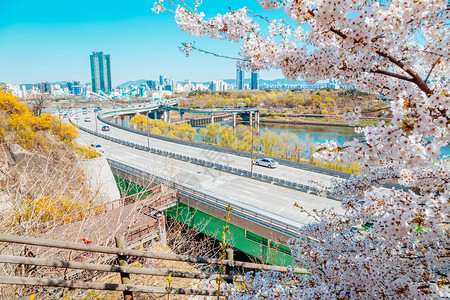 韩国首尔市景观与连翘花和樱花图片