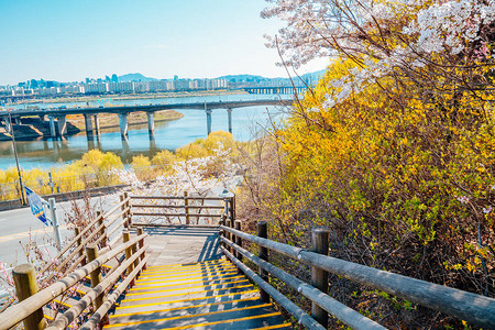 韩国首尔市景观与连翘花和樱花图片