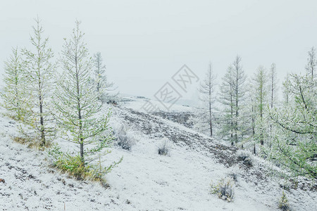 第一场雪下山谷里的杉树图片