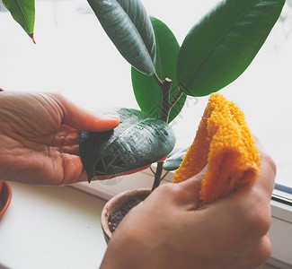 植物照料植物防治寄生图片