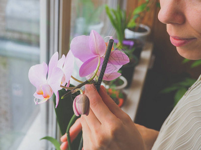 室内植物的培育女园丁保持红掌花图片