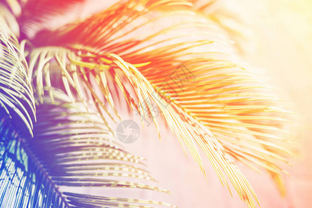 棕榈叶在阳光下与彩虹相伴图片