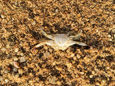死螃蟹在金沙滩图片