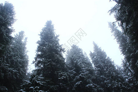 多云的日子在有高冷杉的森林里雾中森林中的毛皮树晨雾中的冷杉林图片