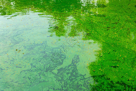 绿水池塘热带湖泊沼泽藻类生态图片