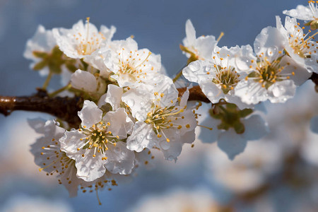 春天的一天雨后的白花树与水滴花瓣上的小水珠图片