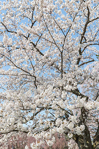 在春季的日本佐仓樱花图片