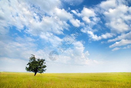 草甸中的孤树图片
