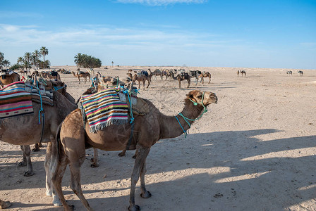 骆驼商队在沙漠中度假图片