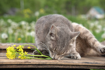 一束美丽的黄色小花朵夏天在青草地的一桌子上装着木树枝和一只猫的图片